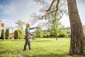 Trusted Lansing, KS Tree Removal Experts